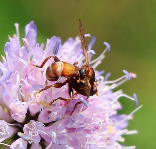 Réf. 236 339 : Sicus sp.